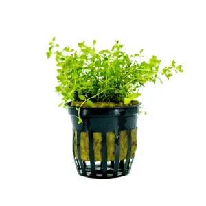 Pearl Weed Plant