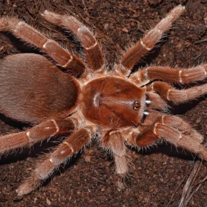 Pelinobius muticus – King Baboon Tarantula | Massive African Species | TDE