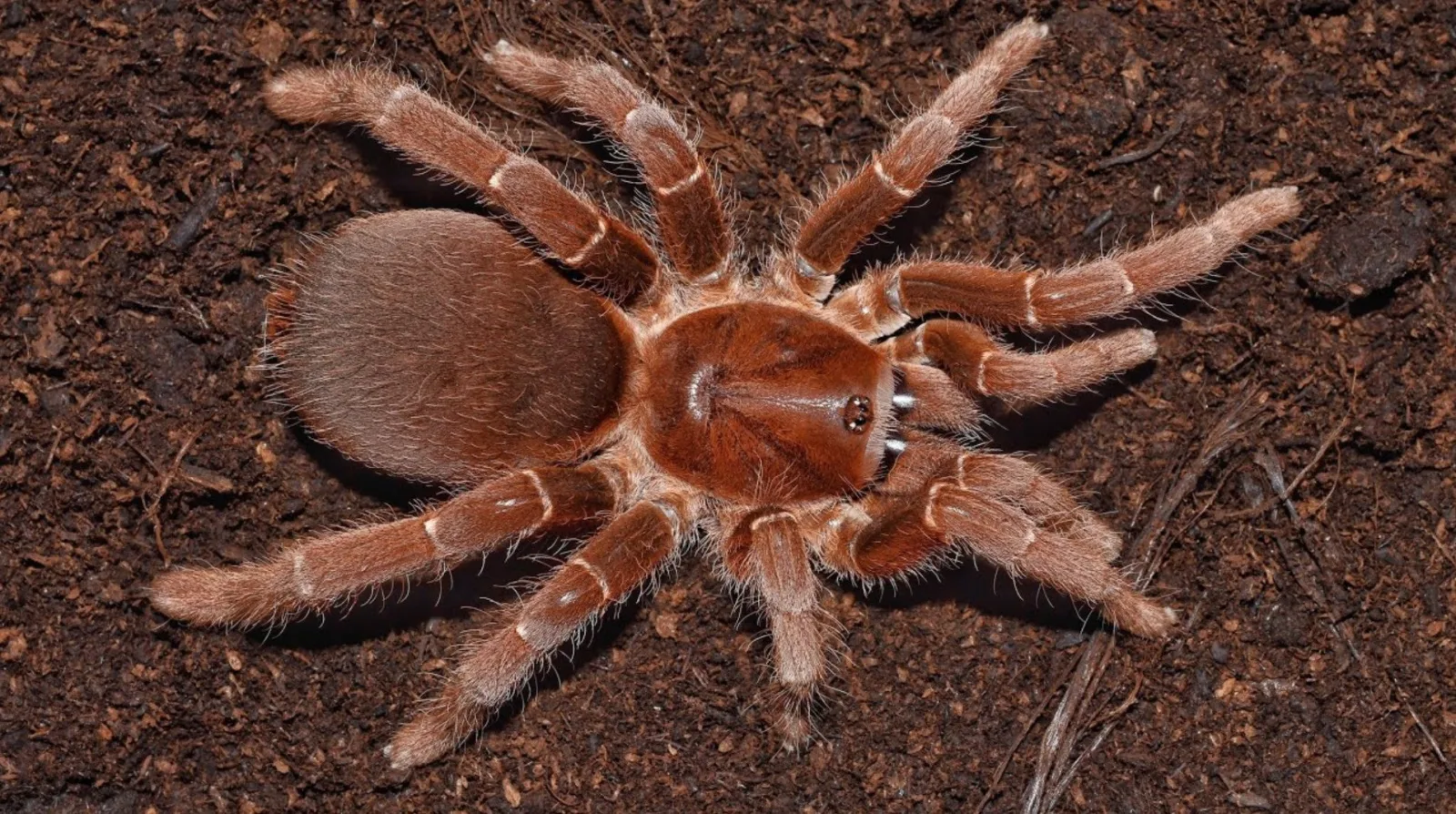 Pelinobius muticus – King Baboon Tarantula | Massive African Species | TDE