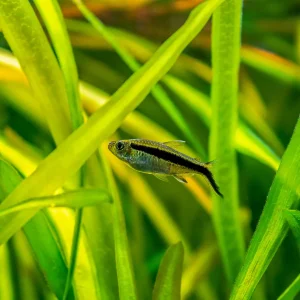 Penguin Tetra