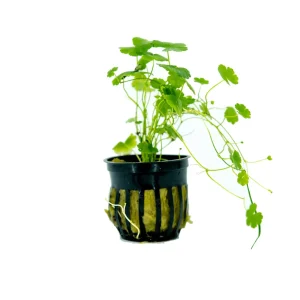 Pennywort Japan Aquatic Plant (Hydrocotyle tripartita var. “Japan”)