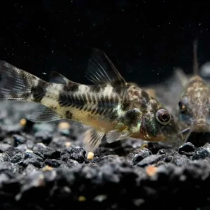 Peppered Corydoras Catfish (Paleatus Corydoras)