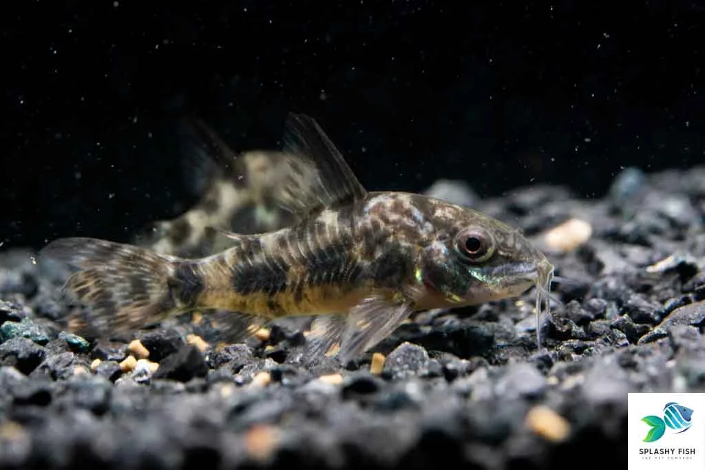 Peppered Corydoras Catfish (Paleatus Corydoras) - Image 2