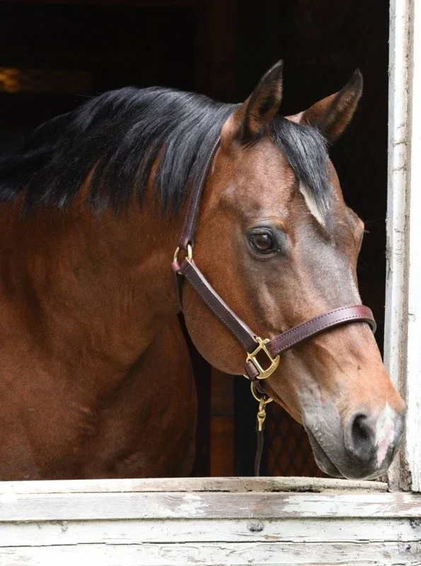 Perris 1In Premium Leather Halter - Image 2