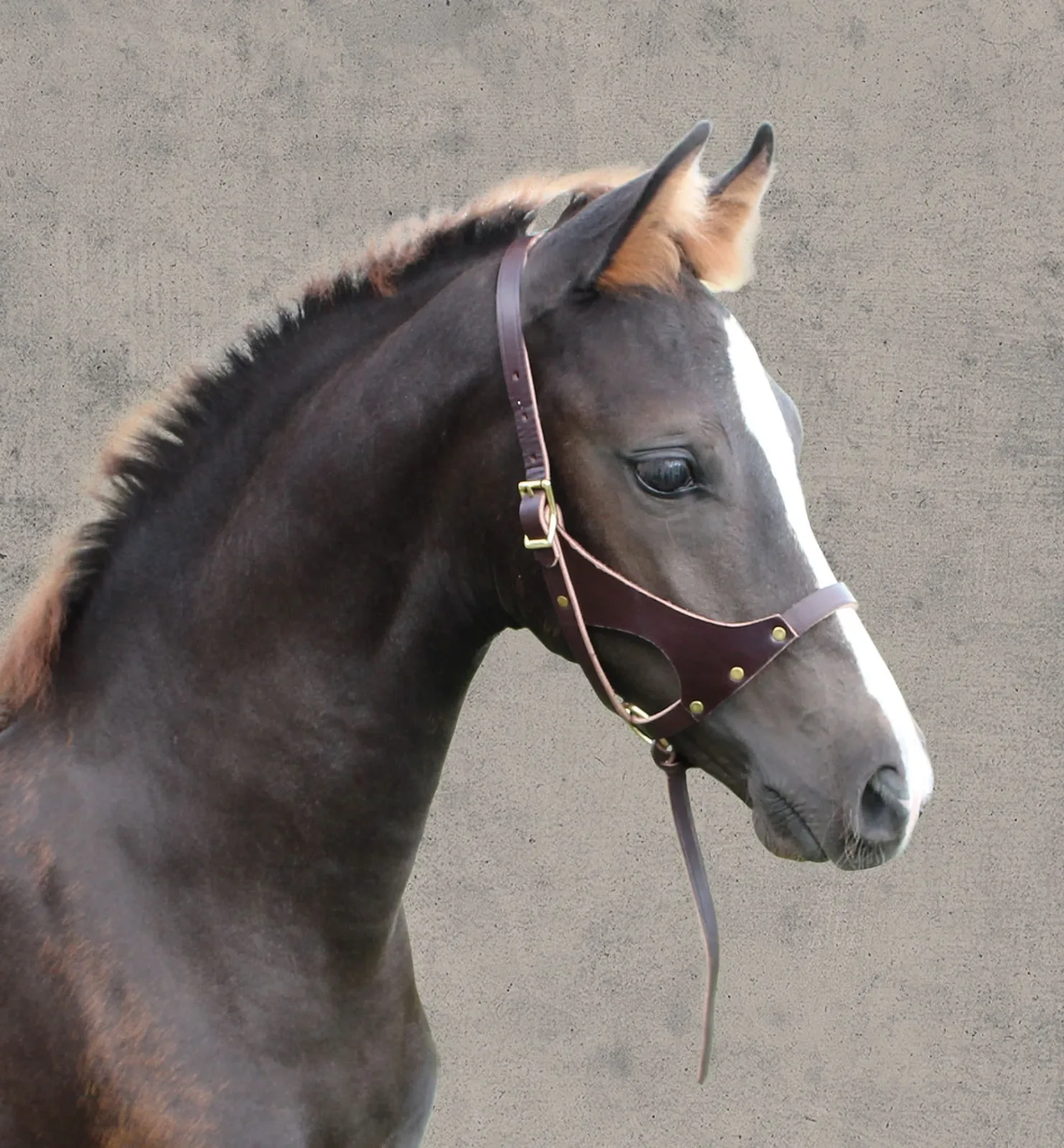 Perri’s® Leather Foal Halter - Image 2