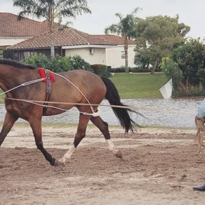 Pessoa Lunging System