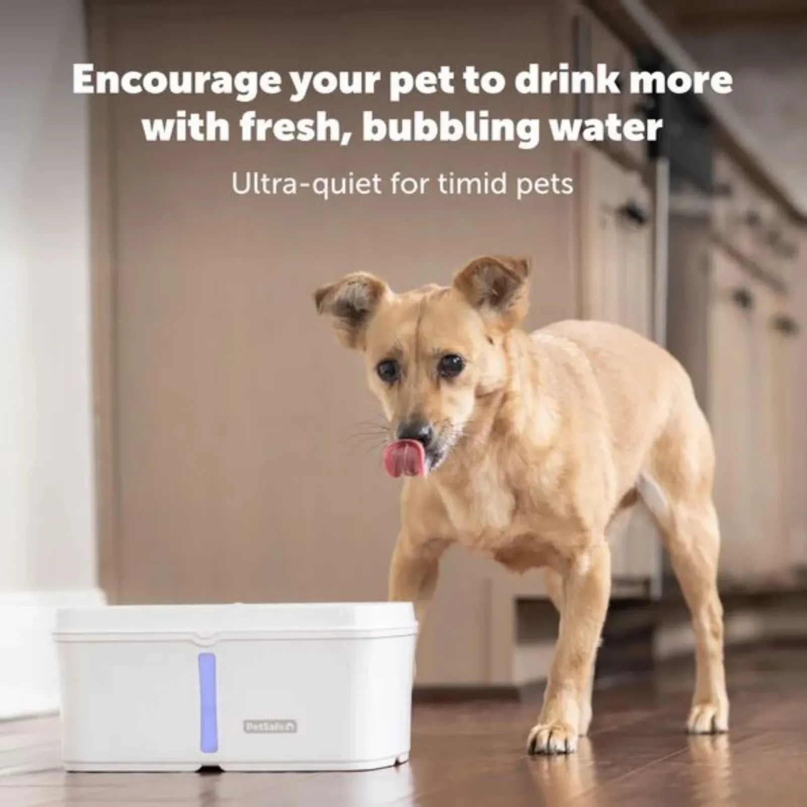 PetSafe Dog & Cat Viva Fountain Plastic Tray 64 oz - Image 2