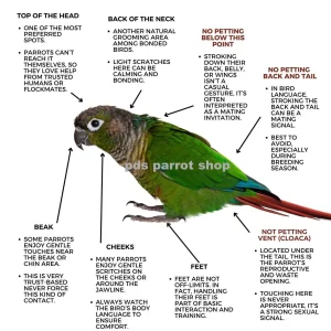 Petting Birds Poster by Monika Sangar (PDF)