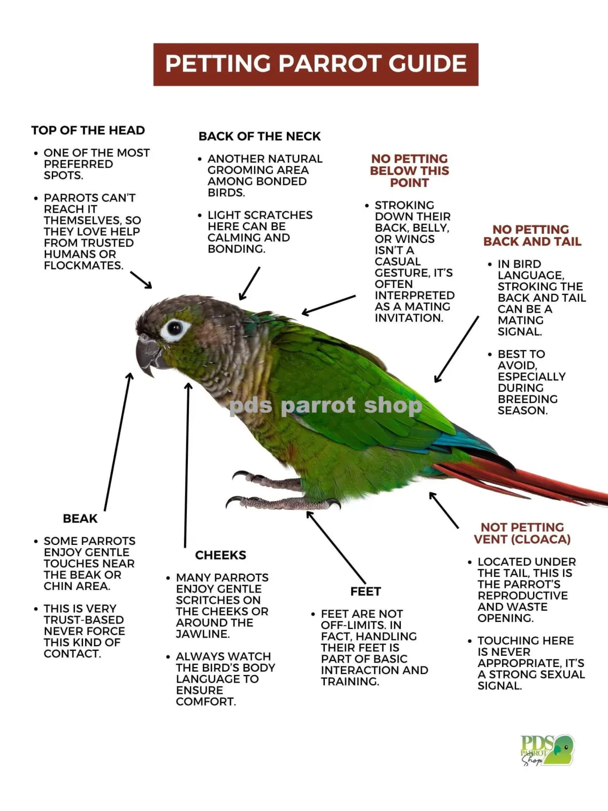 Petting Birds Poster by Monika Sangar (PDF)