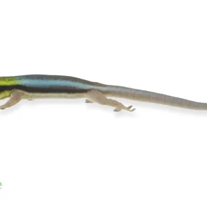 Phelsuma klemmeri (captive-bred) | Neon Day Gecko