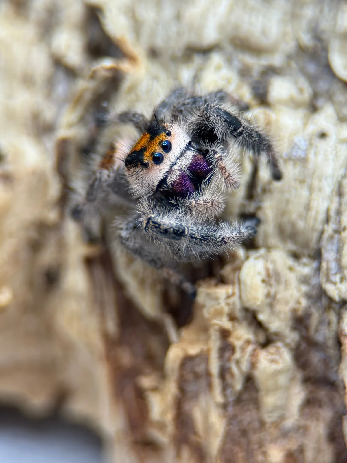 Phidippus regius – Regal Jumping Spider | Popular Beginner-Friendly Species | TDE - Image 2