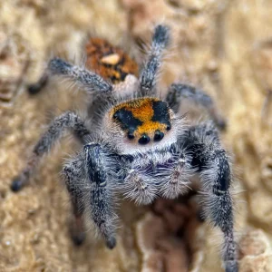 Phidippus regius – Regal Jumping Spider | Popular Beginner-Friendly Species | TDE