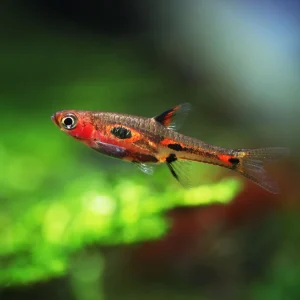 Phoenix Rasbora