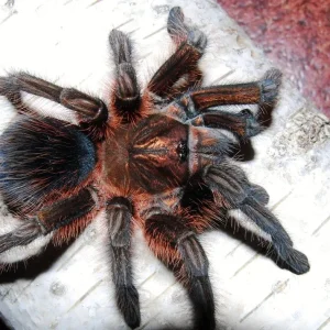 Phormictopus atrichomatus – Red Island Birdeater | Caribbean Red Giant | TDE