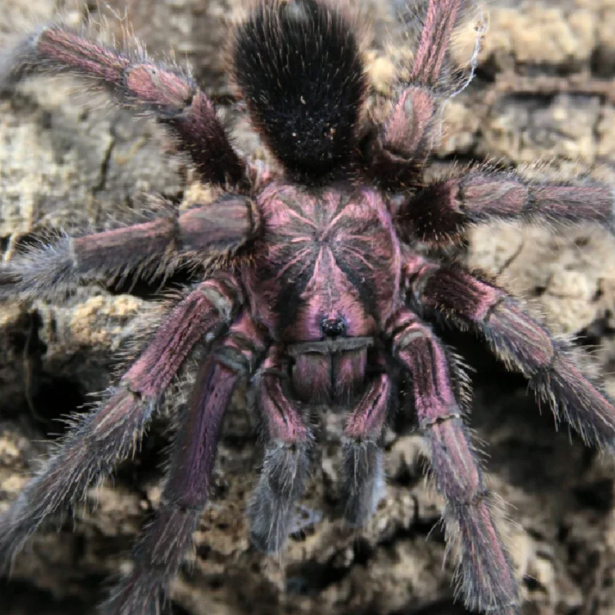 Phormictopus atrichomatus – Red Island Birdeater | Caribbean Red Giant | TDE - Image 2