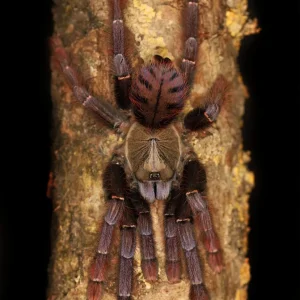 Phormingochilus sp Sabah Red – Crimson Purple Bat Eater Tarantula | Rare Malaysian Species | TDE