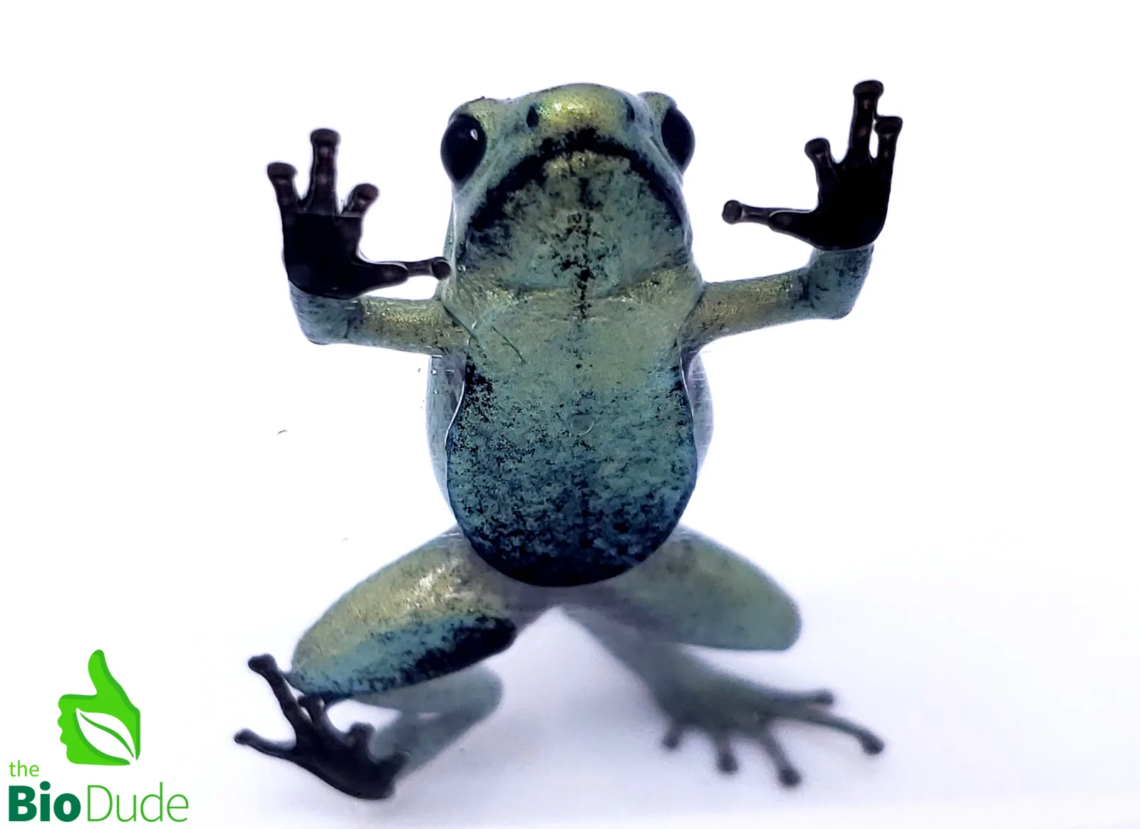 Phyllobates terribilis ‘Mint’ (Captive Bred) | Golden Poison Dart Frog - Image 2