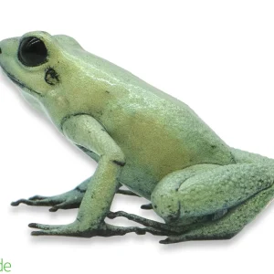 Phyllobates terribilis ‘Mint’ (Captive Bred) | Golden Poison Dart Frog