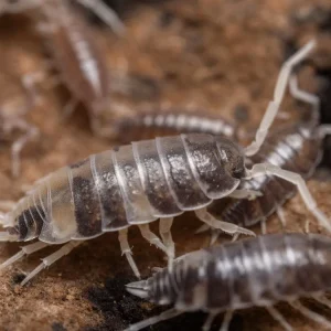 "Pied Powder Blue" Isopods (Porcellionides pruinosus)
