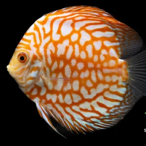 Pigeon Gold Discus