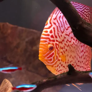 Pigeon Red Discus