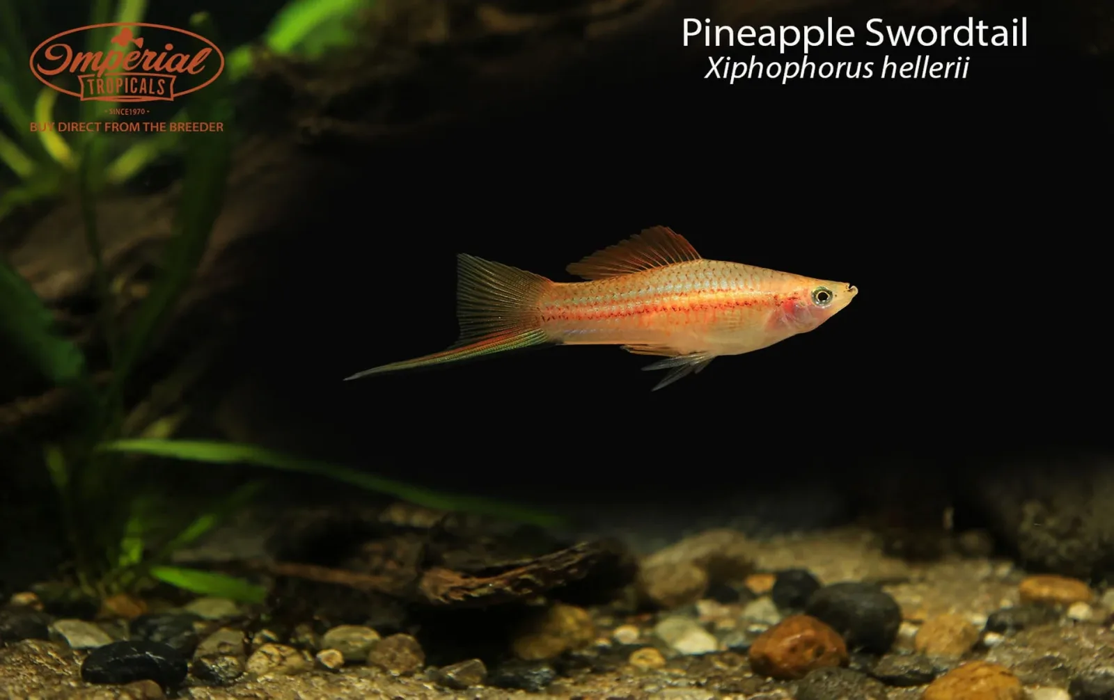 Pineapple Swordtail - Image 2