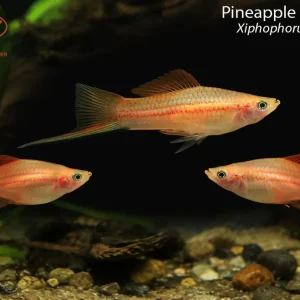 Pineapple Swordtail