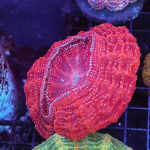 Pink Acanthophyllia WYSIWYG - SAQ Coral Farm