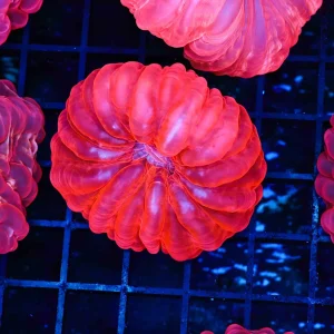 Pink Cynarina Coral WYSIWYG - SAQ Coral Farm