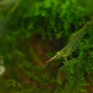 Pinocchio Shrimp