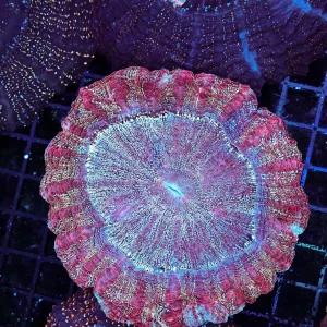 Pixie Dust Acanthophyllia Colony WYSIWYG - SAQ Coral Farm