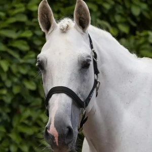 Plain Padded Head Collar with Lead Rope Black