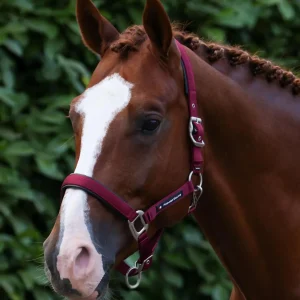 Plain Padded Head Collar with Lead Rope Burgundy