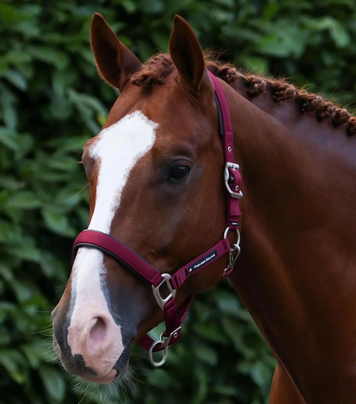 Plain Padded Head Collar with Lead Rope Burgundy