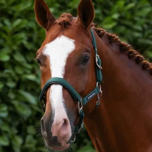 Plain Padded Head Collar with Lead Rope Green