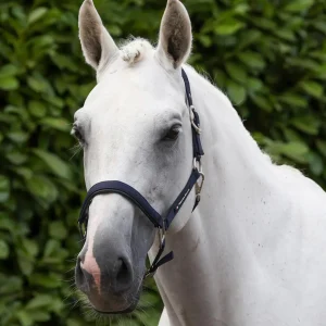 Plain Padded Head Collar with Lead Rope Navy