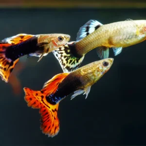 Platinum Red Mosaic Guppy