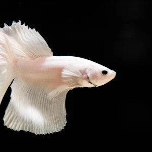 Platinum White Dumbo Halfmoon Betta Fish