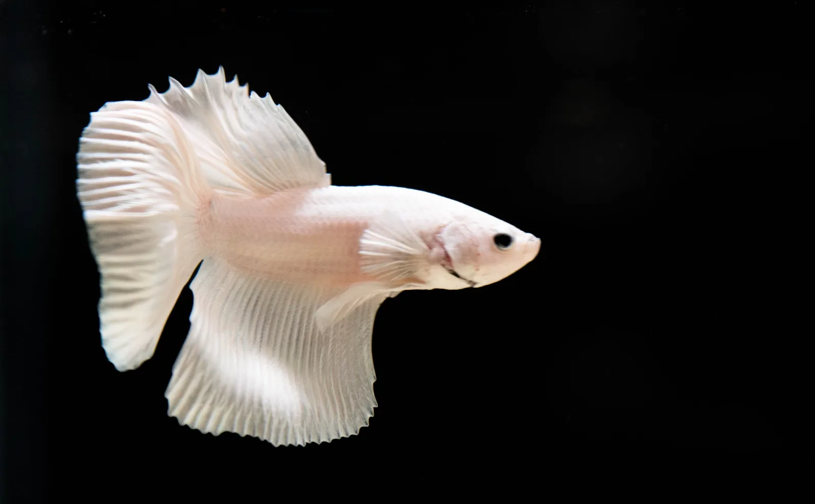 Platinum White Dumbo Halfmoon Betta Fish