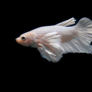Platinum White Dumbo Halfmoon Plakat Betta Fish
