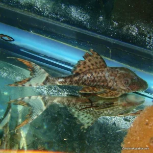 Pleco - Papa Lyretail L-090 Sml