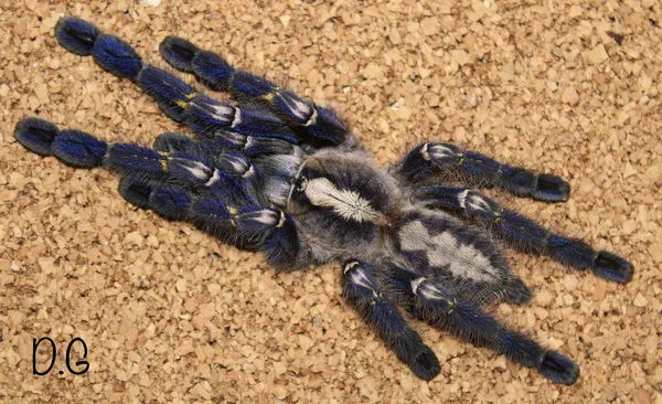Poecilotheria metallica – Gooty Sapphire Ornamental Tarantula | Stunning Blue Species | TDE - Image 2