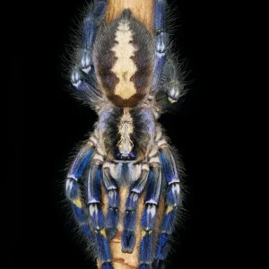 Poecilotheria metallica – Gooty Sapphire Ornamental Tarantula | Stunning Blue Species | TDE