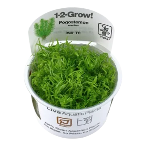 Pogostemon erectus Tissue Culture by Tropica
