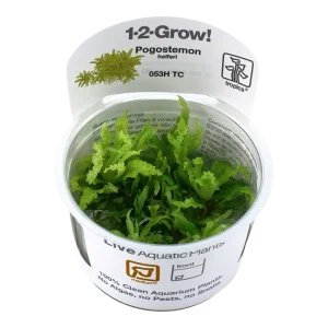 Pogostemon helferi Tissue Culture by Tropica