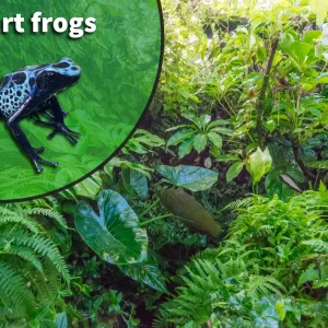 Poison Dart Frog Bioactive Vivarium Kit