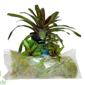 Poison Dart Frog Plant Pack V2