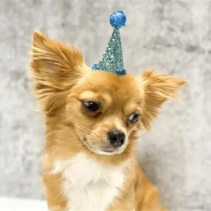 Pooch Party Hat in Blue