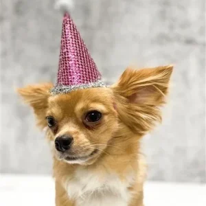 Pooch Party Hat in Pink