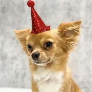Pooch Party Hat in Red